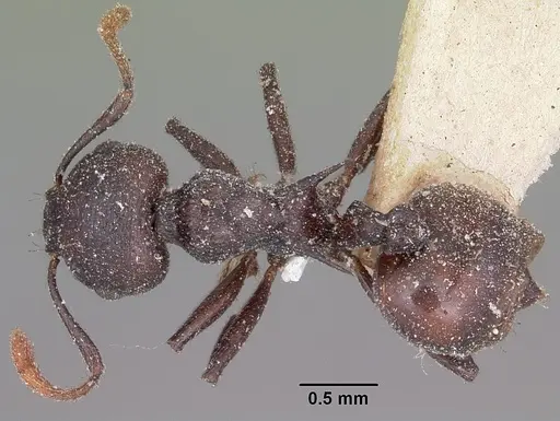 Crematogaster schencki - CASENT0101786