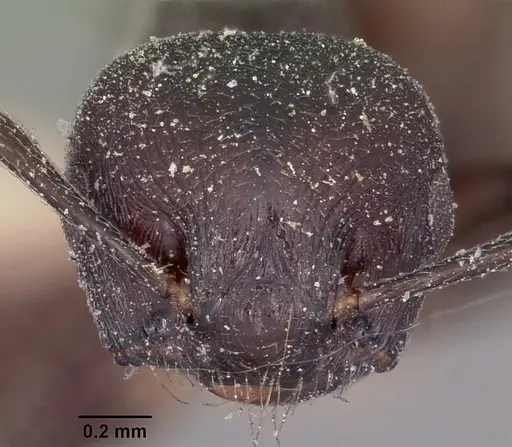 Crematogaster schencki - CASENT0101786