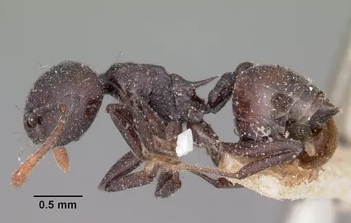 Crematogaster schencki - CASENT0101786