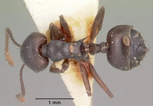 Crematogaster schencki - CASENT0102956