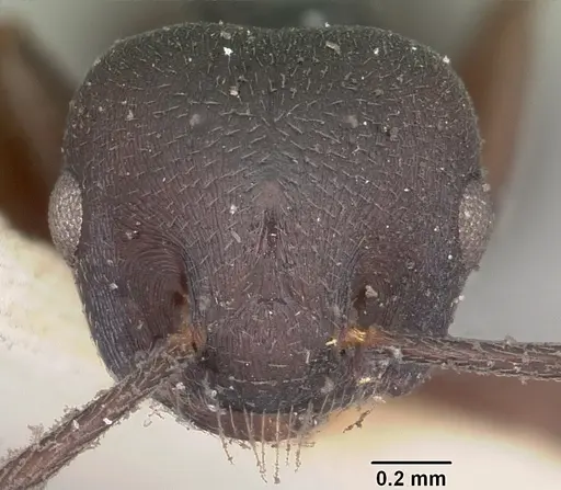 Crematogaster schencki - CASENT0102956