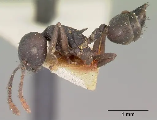 Crematogaster schencki - CASENT0102956