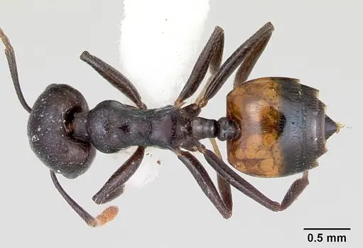 Crematogaster schencki - CASENT0172822