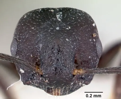 Crematogaster schencki - CASENT0172822