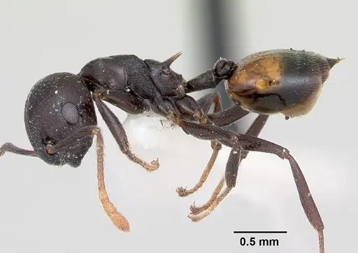 Crematogaster schencki - CASENT0172822