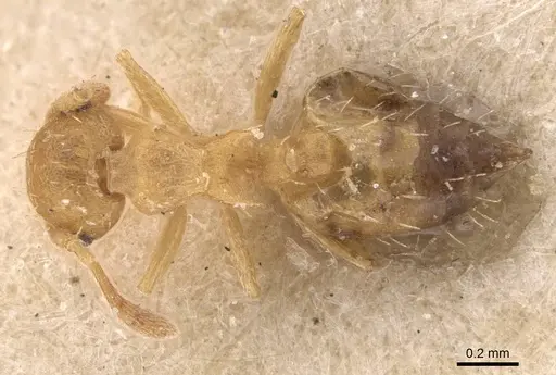 Crematogaster schimmeri specimen