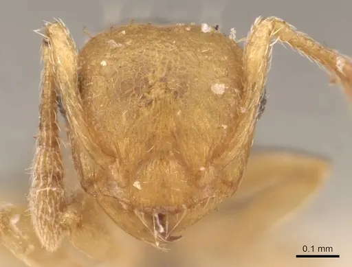 Crematogaster schimmeri specimen