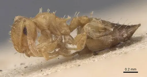 Crematogaster schimmeri specimen