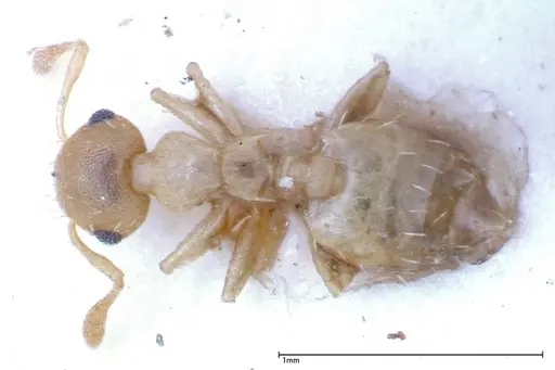 Crematogaster schimmeri - FOCOL0255