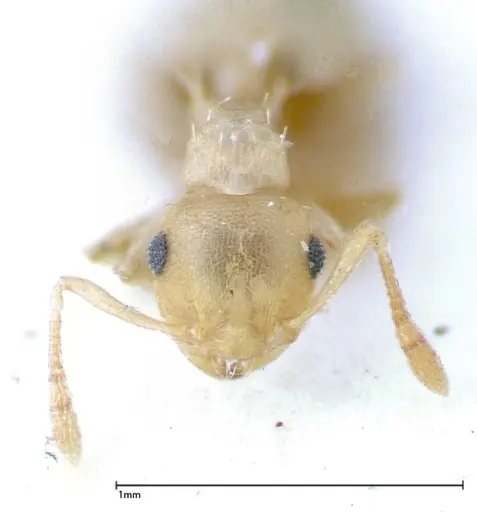 Crematogaster schimmeri - FOCOL0255