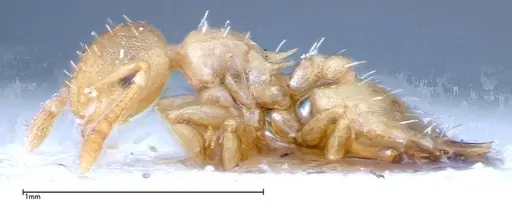 Crematogaster schimmeri - FOCOL0255