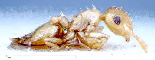 Crematogaster schimmeri - FOCOL0255