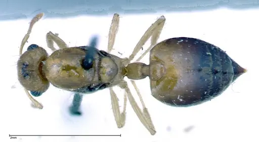 Crematogaster schimmeri - FOCOL0256
