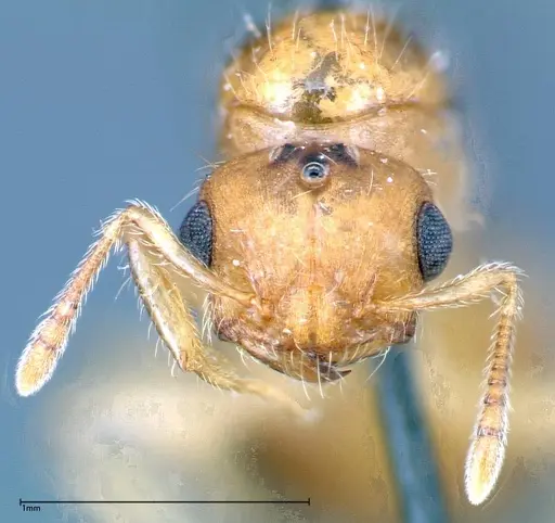 Crematogaster schimmeri - FOCOL0256