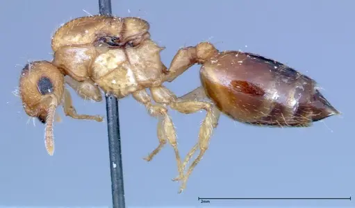 Crematogaster schimmeri - FOCOL0256