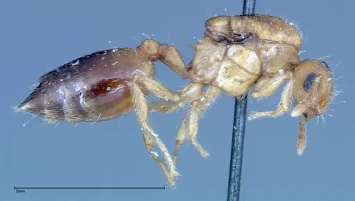 Crematogaster schimmeri - FOCOL0256