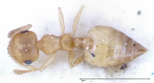 Crematogaster schimmeri - FOCOL0257