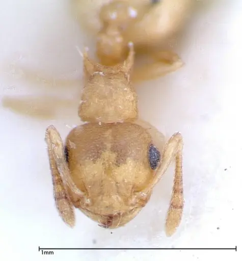 Crematogaster schimmeri - FOCOL0257