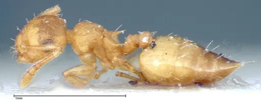 Crematogaster schimmeri - FOCOL0257