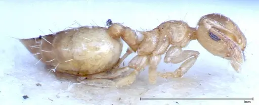 Crematogaster schimmeri - FOCOL0257