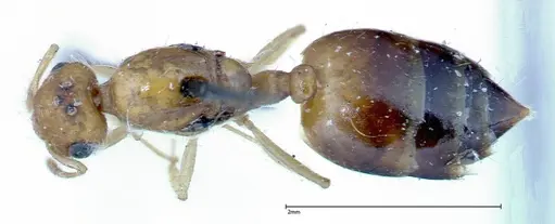 Crematogaster schimmeri - FOCOL0258