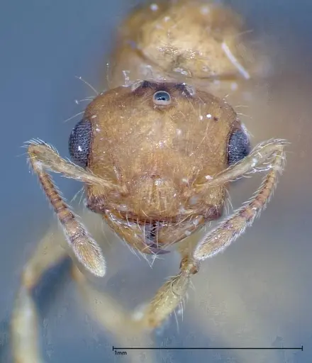 Crematogaster schimmeri - FOCOL0258