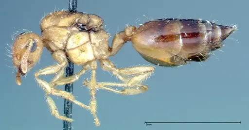 Crematogaster schimmeri - FOCOL0258