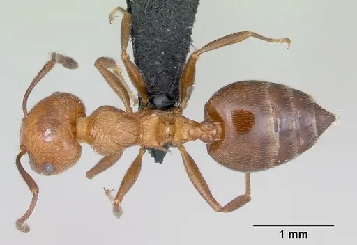 Crematogaster schmidti specimen