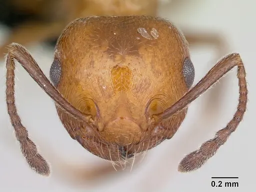 Crematogaster schmidti specimen
