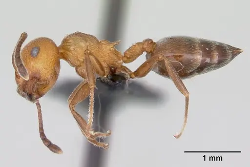 Crematogaster schmidti specimen