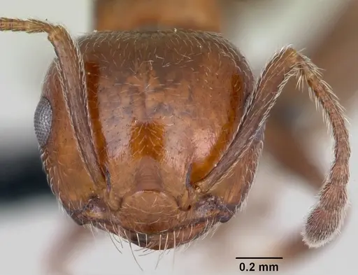 Crematogaster schmidti - CASENT0080805