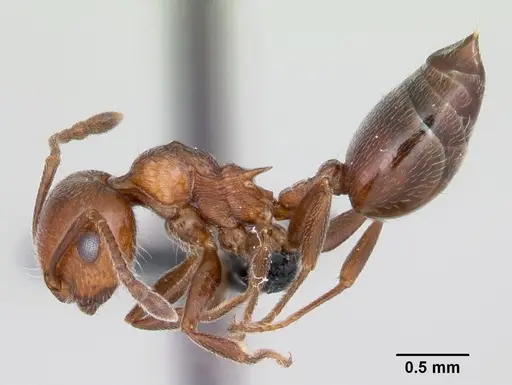 Crematogaster schmidti - CASENT0080805