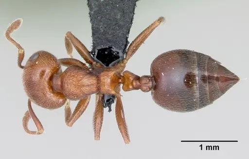 Crematogaster schmidti - CASENT0080810