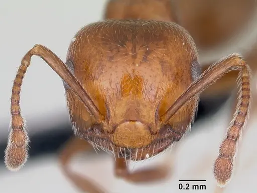 Crematogaster schmidti - CASENT0080810