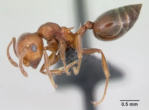 Crematogaster schmidti - CASENT0080810