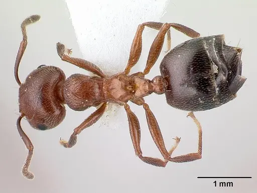 Crematogaster schmidti - CASENT0179891