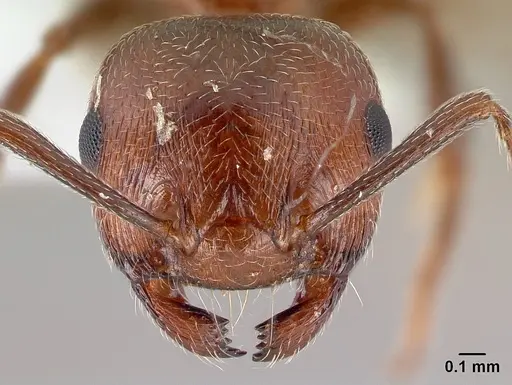 Crematogaster schmidti - CASENT0179891