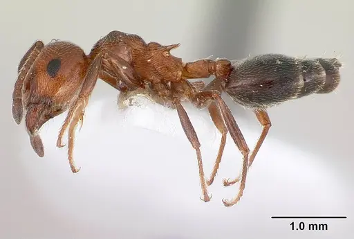 Crematogaster schmidti - CASENT0179891