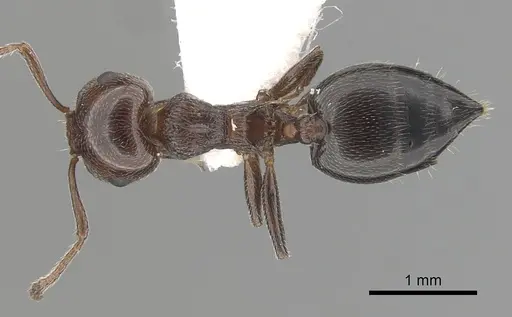 Crematogaster schmidti - CASENT0249409