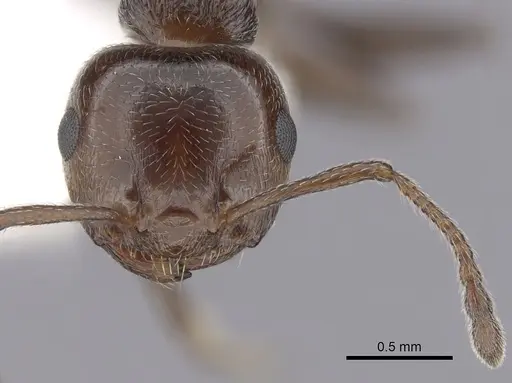 Crematogaster schmidti - CASENT0249409