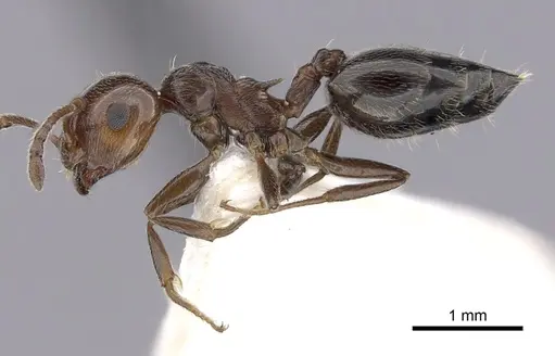 Crematogaster schmidti - CASENT0249409