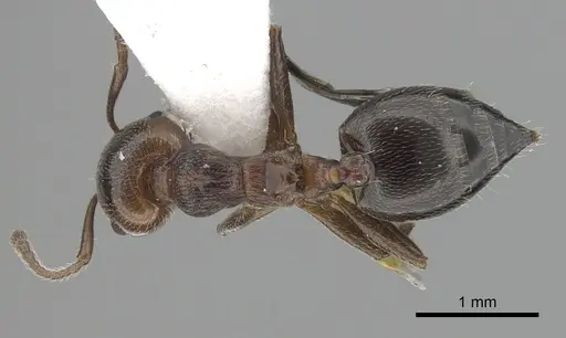 Crematogaster schmidti - CASENT0249426