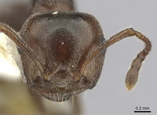 Crematogaster schmidti - CASENT0249426