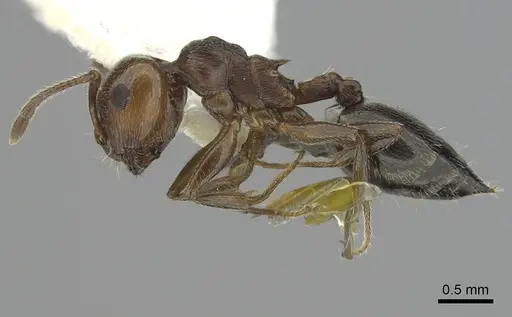 Crematogaster schmidti - CASENT0249426