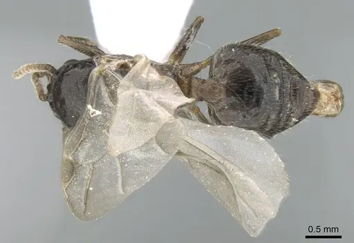 Crematogaster schmidti - CASENT0906106