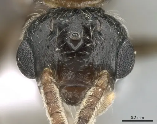 Crematogaster schmidti - CASENT0906106