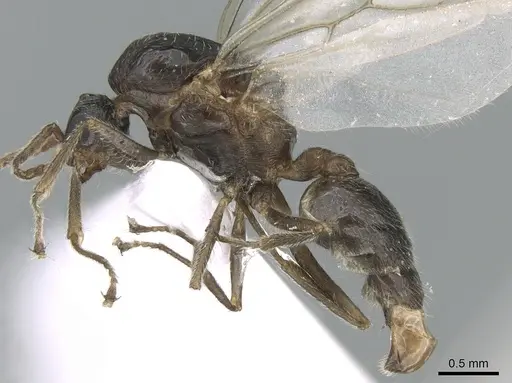 Crematogaster schmidti - CASENT0906106