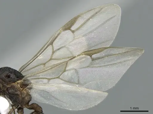 Crematogaster schmidti - CASENT0906106