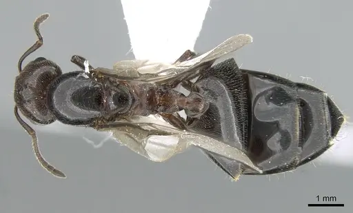 Crematogaster schmidti - CASENT0906107