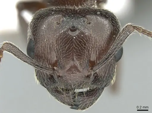 Crematogaster schmidti - CASENT0906107